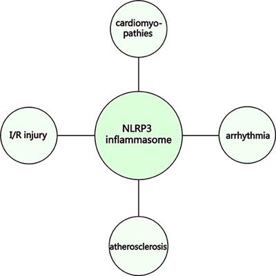 Regulatory Mechanisms of the NLRP3 Inflammasome, a Novel Immune-Inflammatory Marker in Cardiovascular Diseases